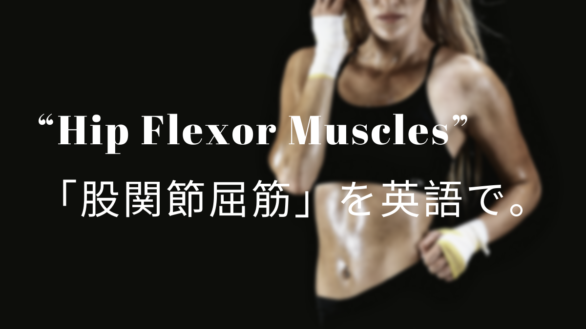 Hip Flexor Muscles 股関節屈筋 を英語で 筋肉留学
