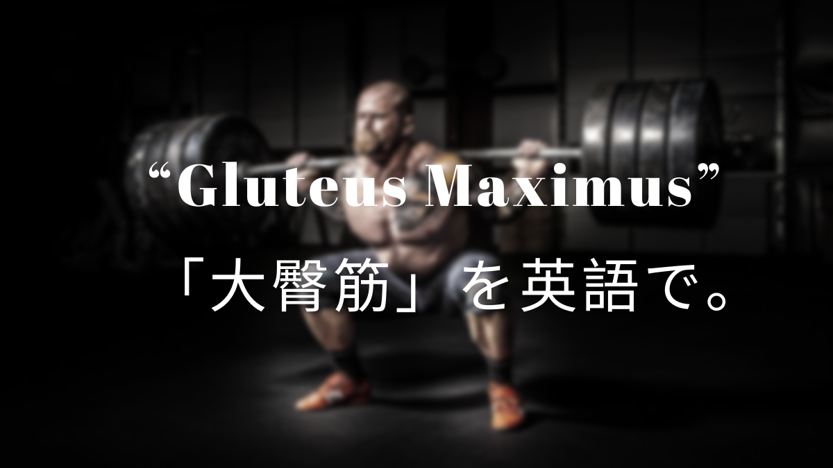 Gluteus Maximus 大臀筋 を英語で 筋肉留学