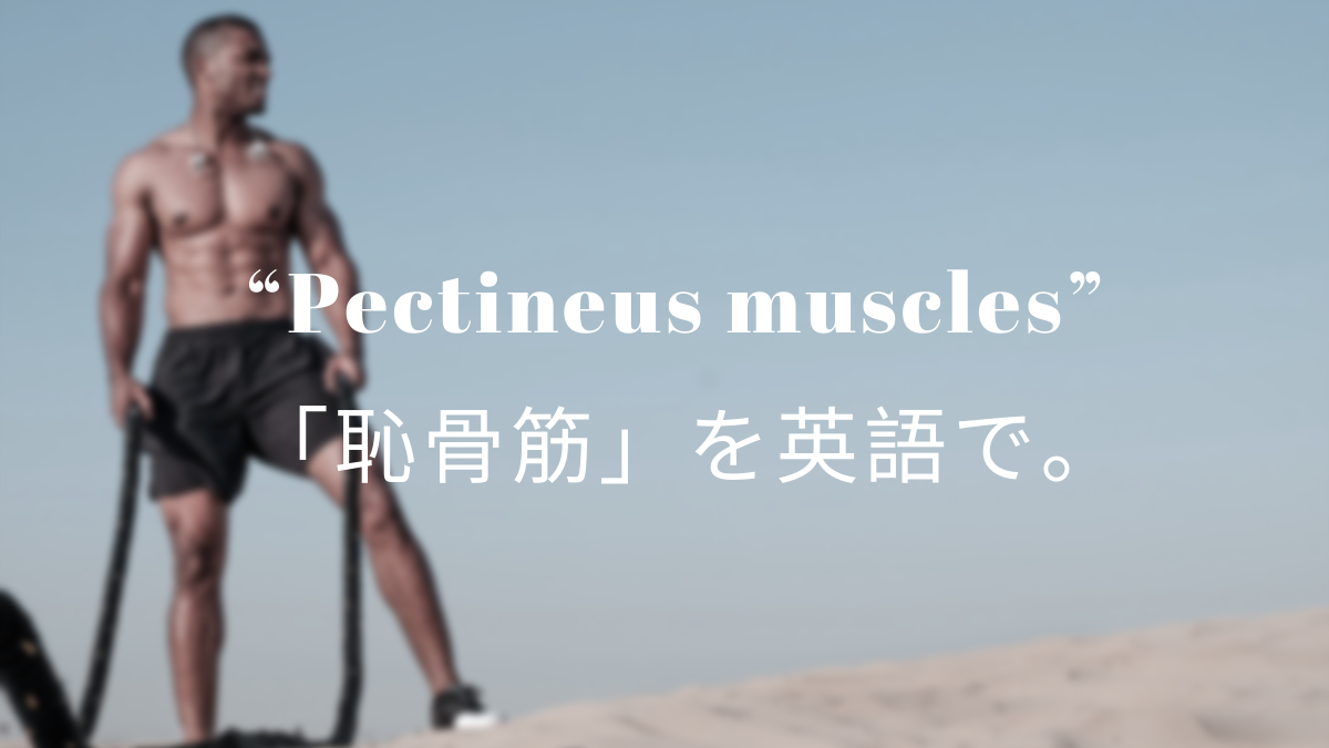 Pectineus 恥骨筋 を英語で 筋肉留学