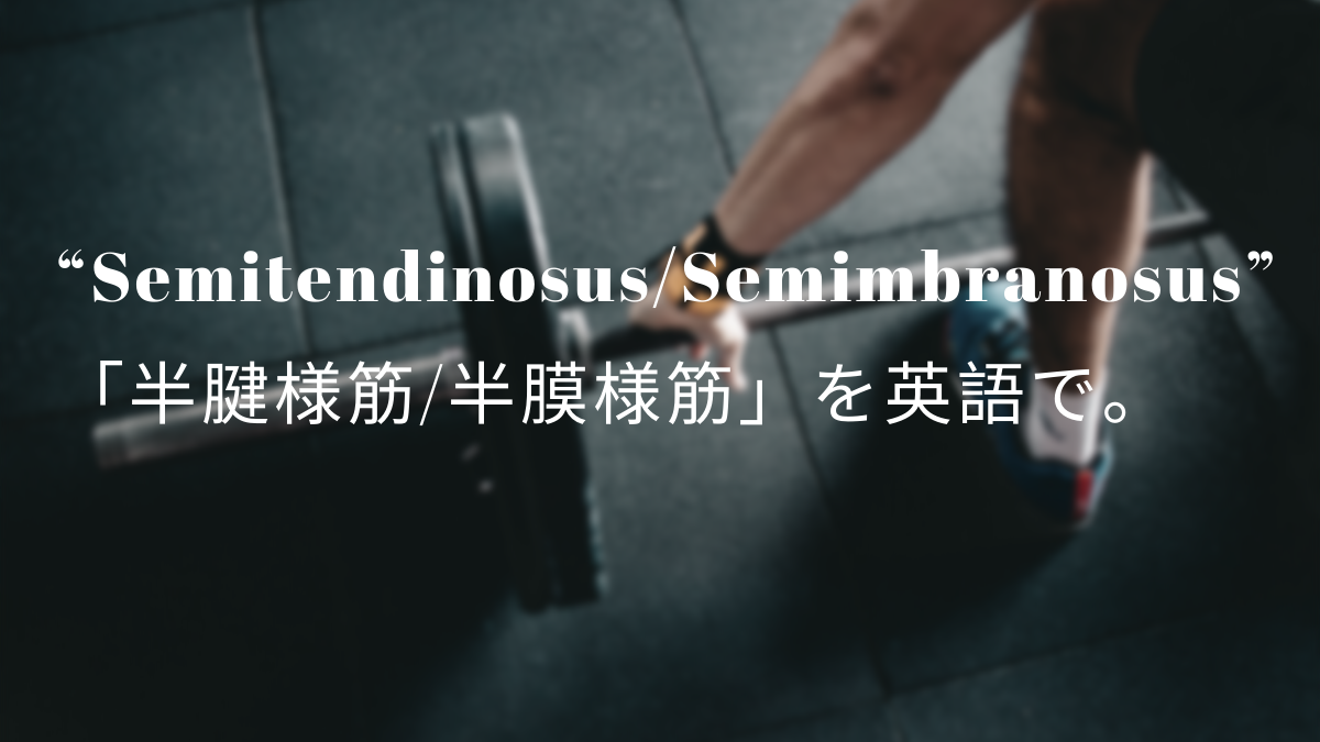 Semitendinosus Semimembranosus 半腱様筋 半膜様筋 を英語で 筋肉留学