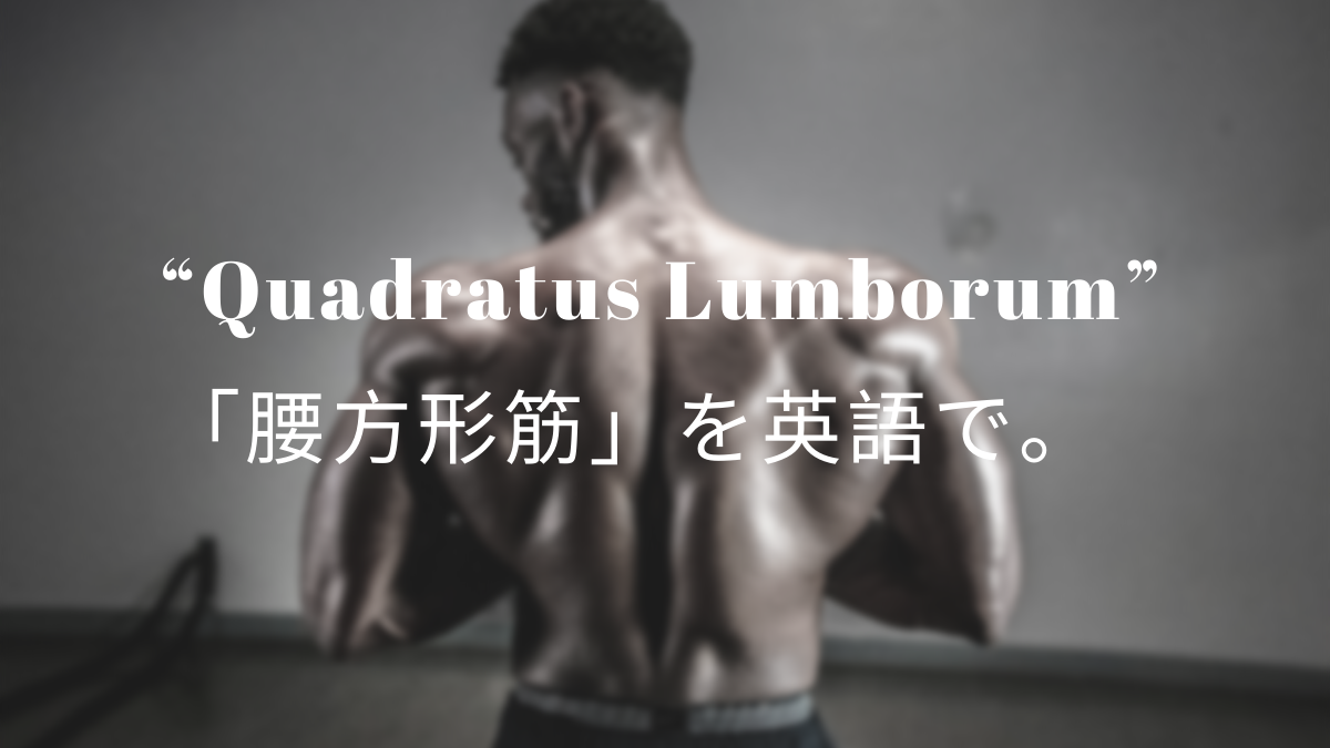 Quadratus Lumborum 腰方形筋 を英語で 筋肉留学