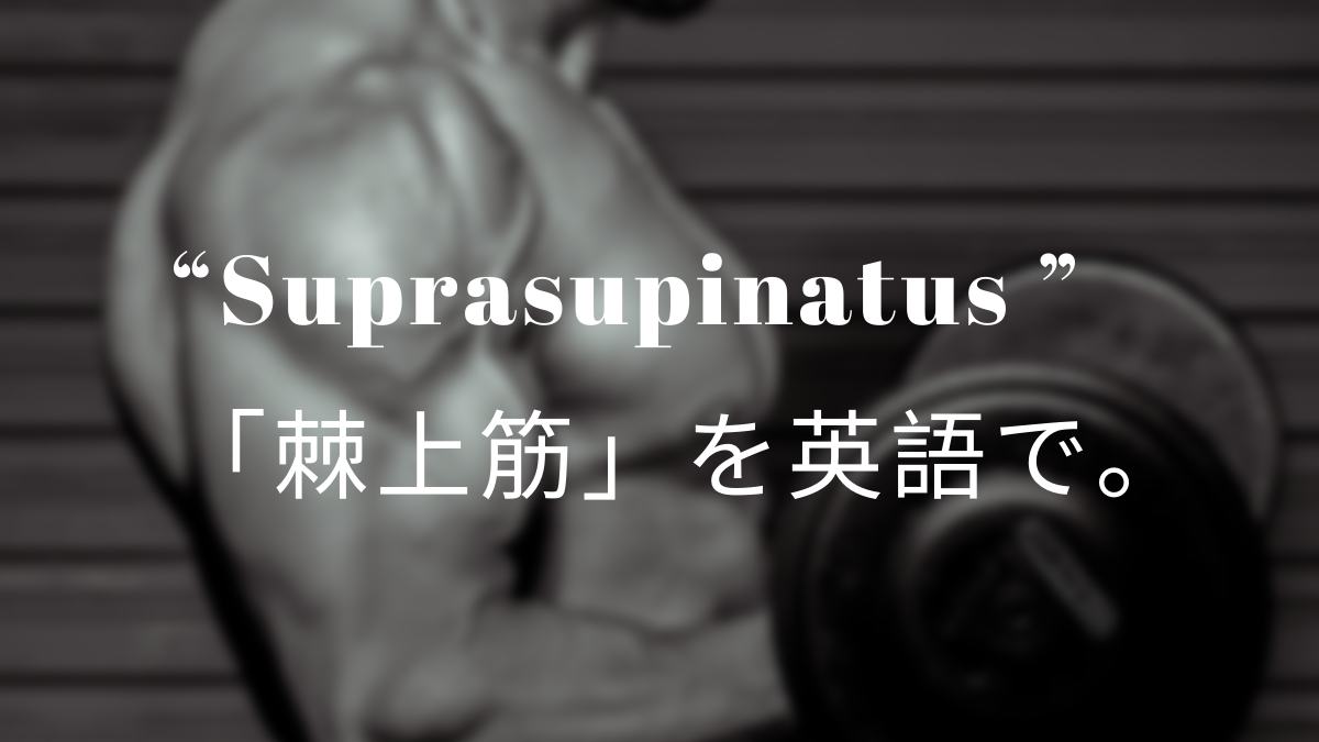 Supraspinatus Muscle 棘上筋 を英語で 筋肉留学