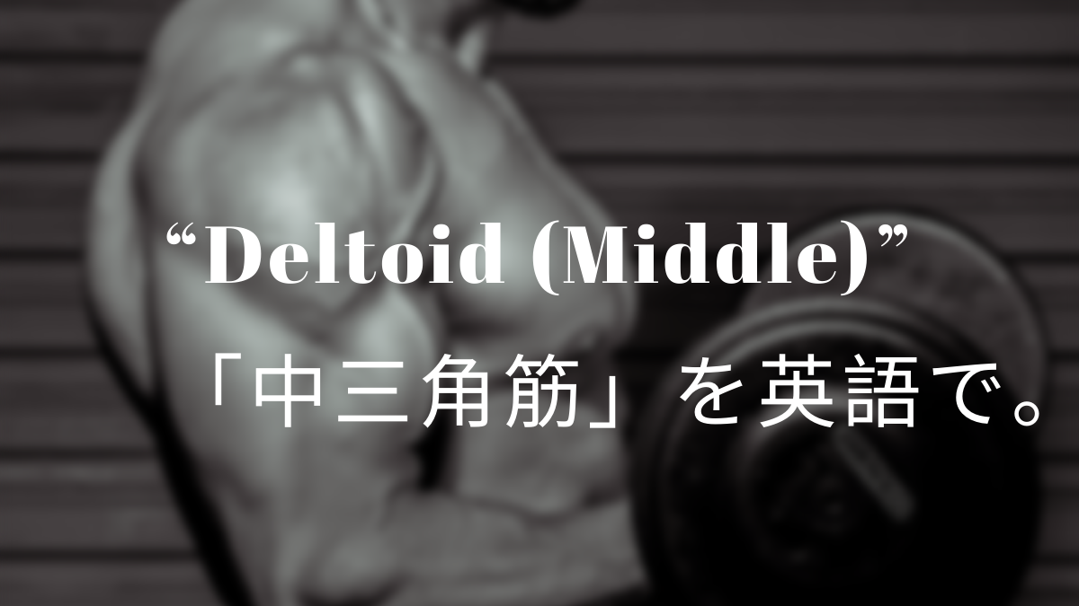Deltoid Middle 三角筋 を英語で 筋肉留学