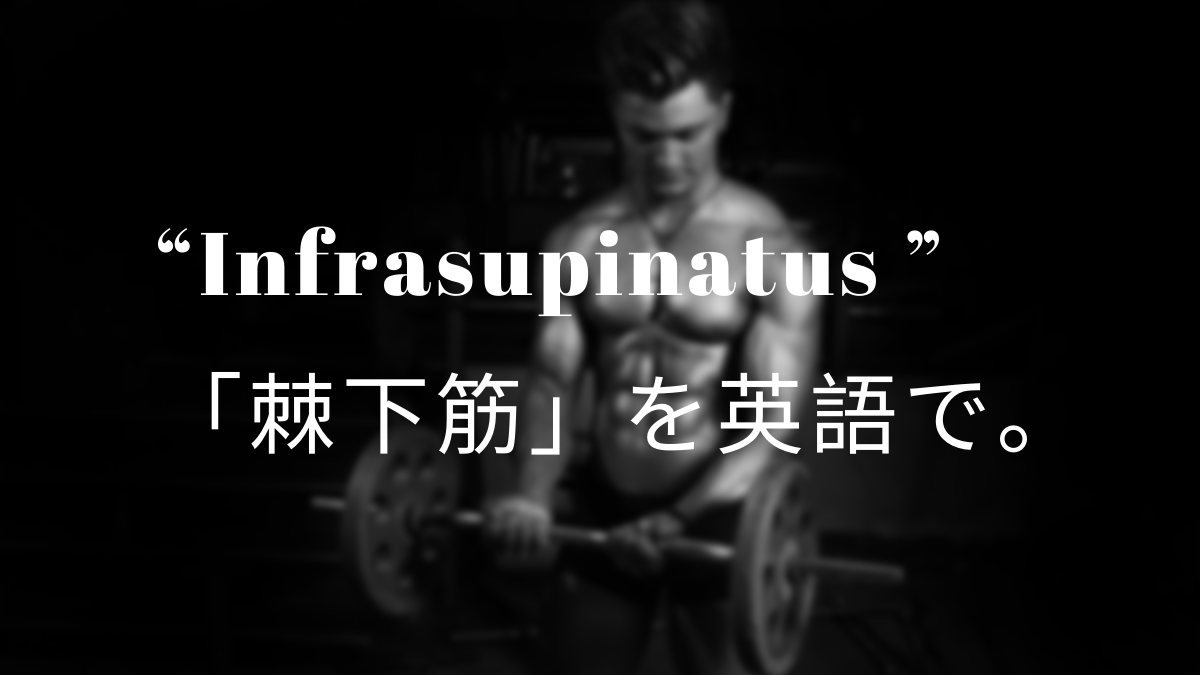 Infraspinatus Muscle 棘下筋 を英語で 筋肉留学