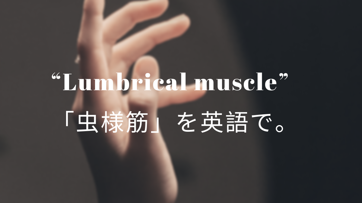 Lumbrical Muscle 虫様筋 を英語で 筋肉留学